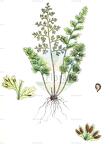 Anogramma leptophylla