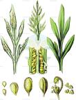 Onychium japonicum