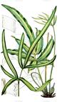 Pteris cretica