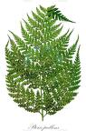 Pteris pallens