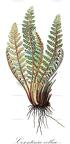 Cosentinia vellea