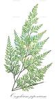 Onychium japonicum