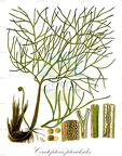 Ceratopteris pteridoides