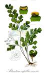 Adiantum capillus-veneris