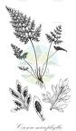 Cerosora microphylla