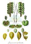 Jamesonia imbricata