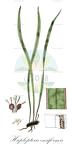 Haplopteris ensiformis