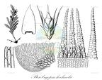 Pterobryopsis hoehnelii