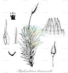 Ptychomitrium drummondii