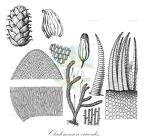 Cladomnion ericoides