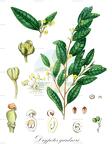 Drypetes gardneri