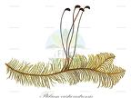 Ptilium crista-castrensis