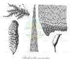 Brotherella curvirostris