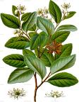 Quillaja saponaria