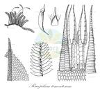 Racopilum tomentosum