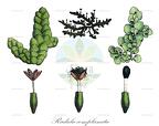 Radula complanata (25 visits) Historische Abbildung von Radula complanata - Radulaceae | Historical Illustration of Radula complan... Radula complanata
