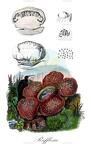 Rafflesia