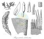 Regmatodon declinatus