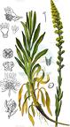 Reseda luteola