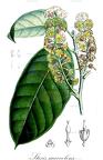 Stixis suaveolens