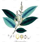 Stixis suaveolens