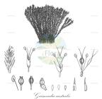 Gaimardia australis