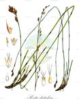 Restio distichus