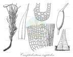 Camptodontium cryptodon