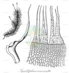 Symblepharis reinwardtii