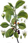 Frangula alnus
