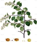 Paliurus spina-christi
