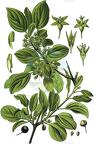 Rhamnus cathartica