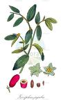 Ziziphus jujuba