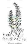 Reissekia smilacina