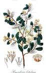 Pomaderris betulina