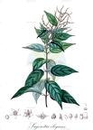 Sageretia elegans