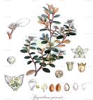 Spyridium gunnii
