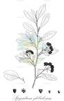Spyridium globulosum