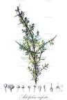 Adolphia infesta
