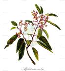 Alphitonia excelsa