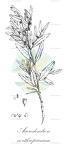 Auerodendron northropianum