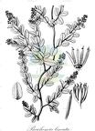 Berchemia lineata