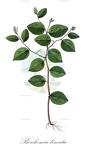 Berchemia lineata