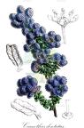 Ceanothus dentatus