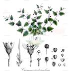 Crumenaria decumbens