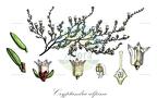 Cryptandra alpina