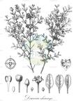 Discaria chacaye