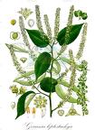 Gouania leptostachya