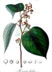 Hovenia dulcis