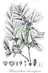 Rhamnidium elaeocarpum
